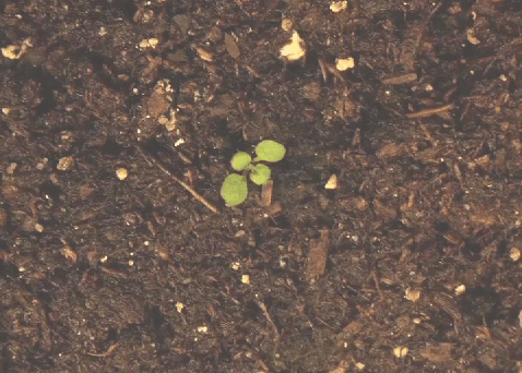 plant growth timelapse