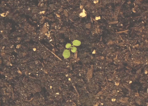 plant growth timelapse plant growth timelapse